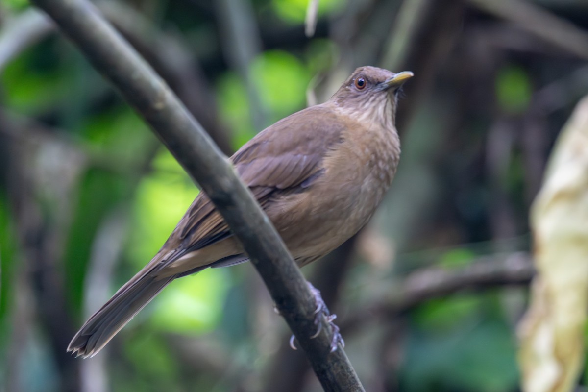 Clay-colored Thrush - ML625507130