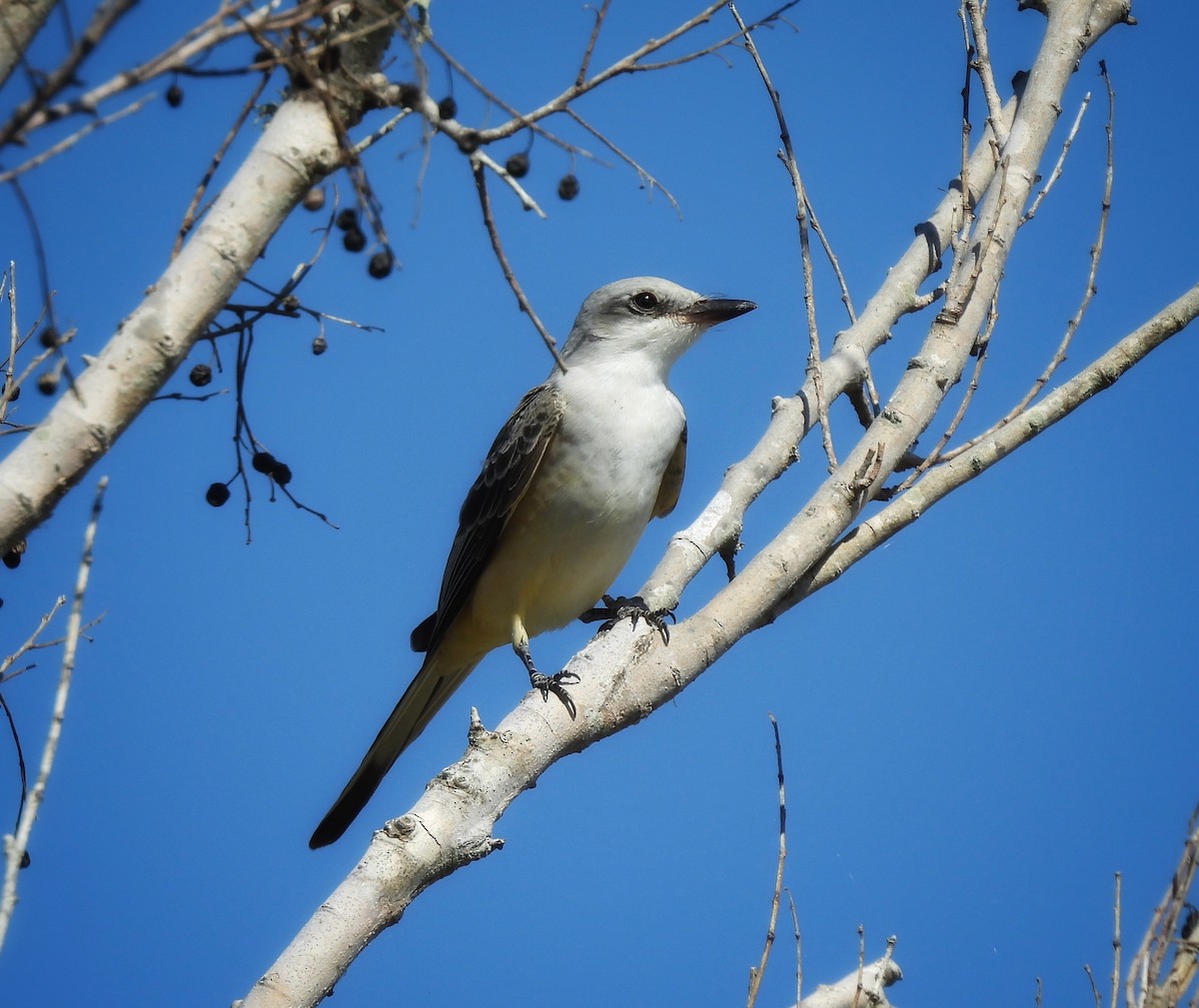 Scissor-tailed Flycatcher - ML625507143