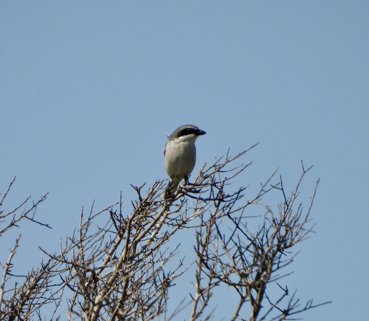 Loggerhead Shrike - ML625507148