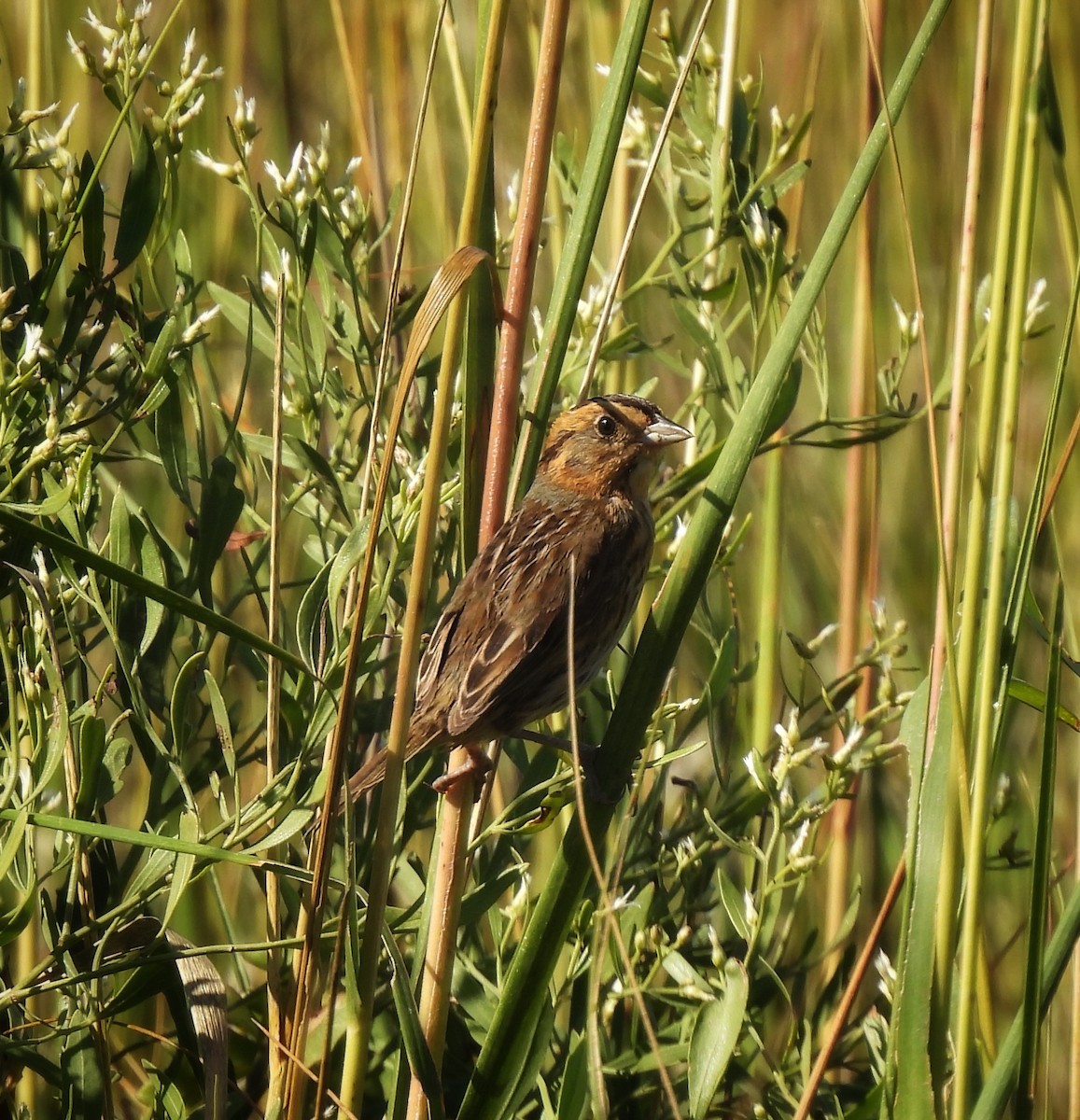 Nelson's Sparrow - ML625507173