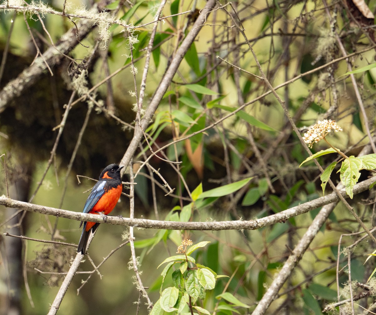 Scarlet-bellied Mountain Tanager (Fire-bellied) - ML625507183