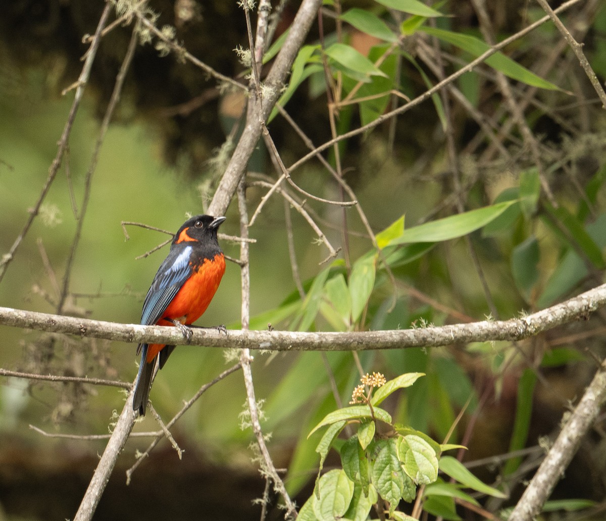 Scarlet-bellied Mountain Tanager (Fire-bellied) - ML625507184