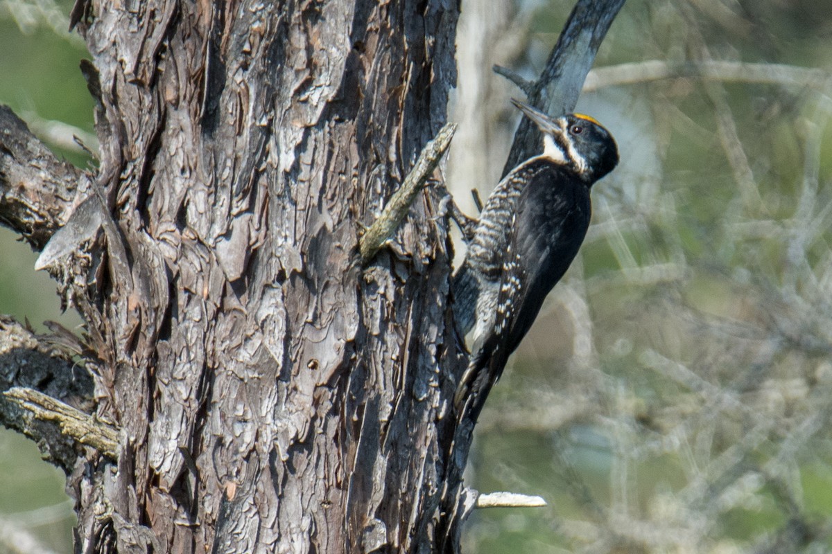 Black-backed Woodpecker - ML62550721