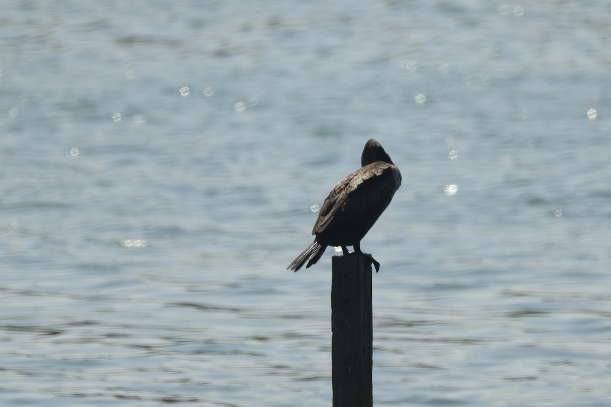 Double-crested Cormorant - ML625507450