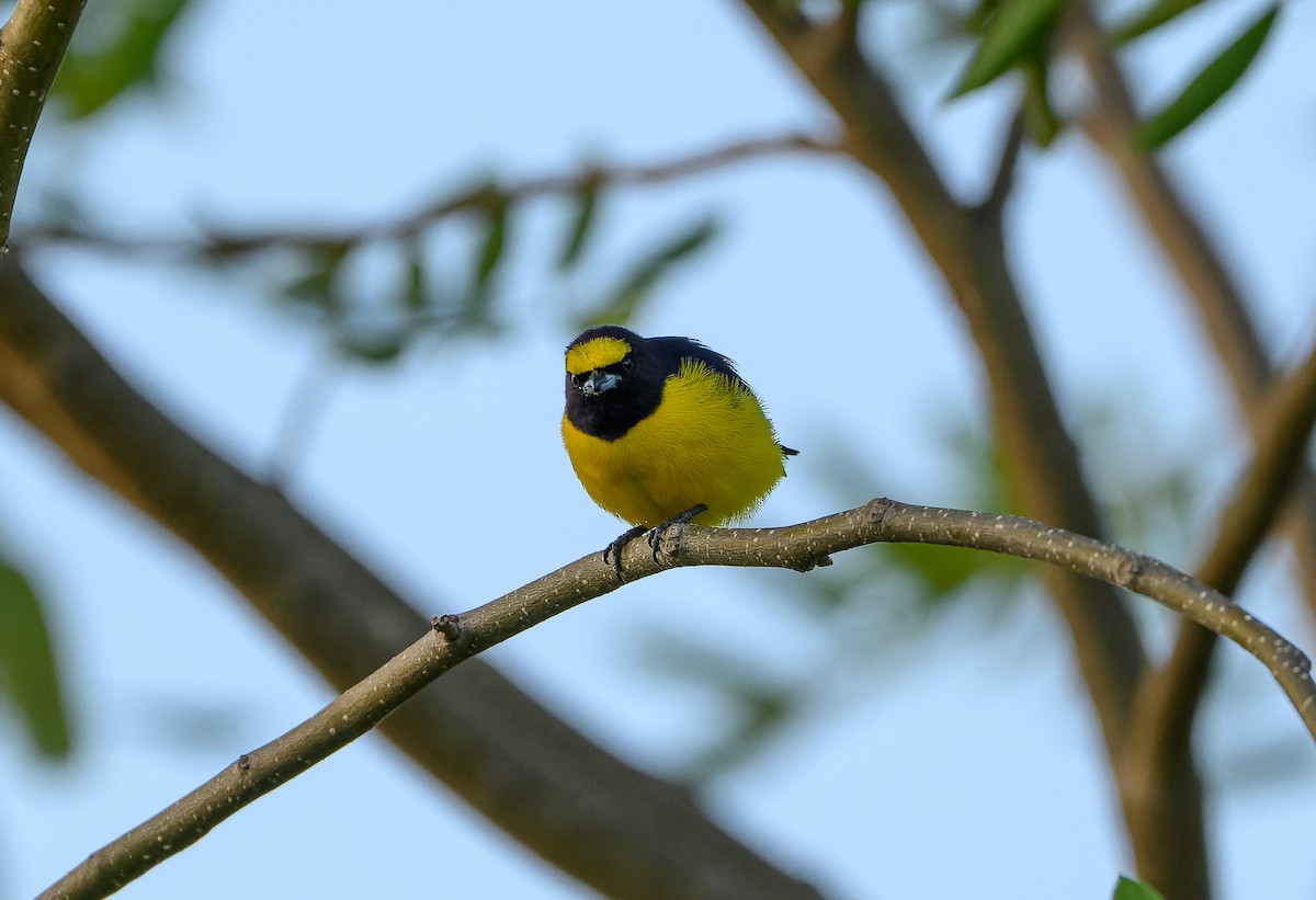 Scrub Euphonia - ML625507502