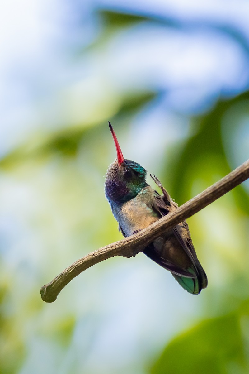 Blue-throated Goldentail - Jose Escobar Espinoza