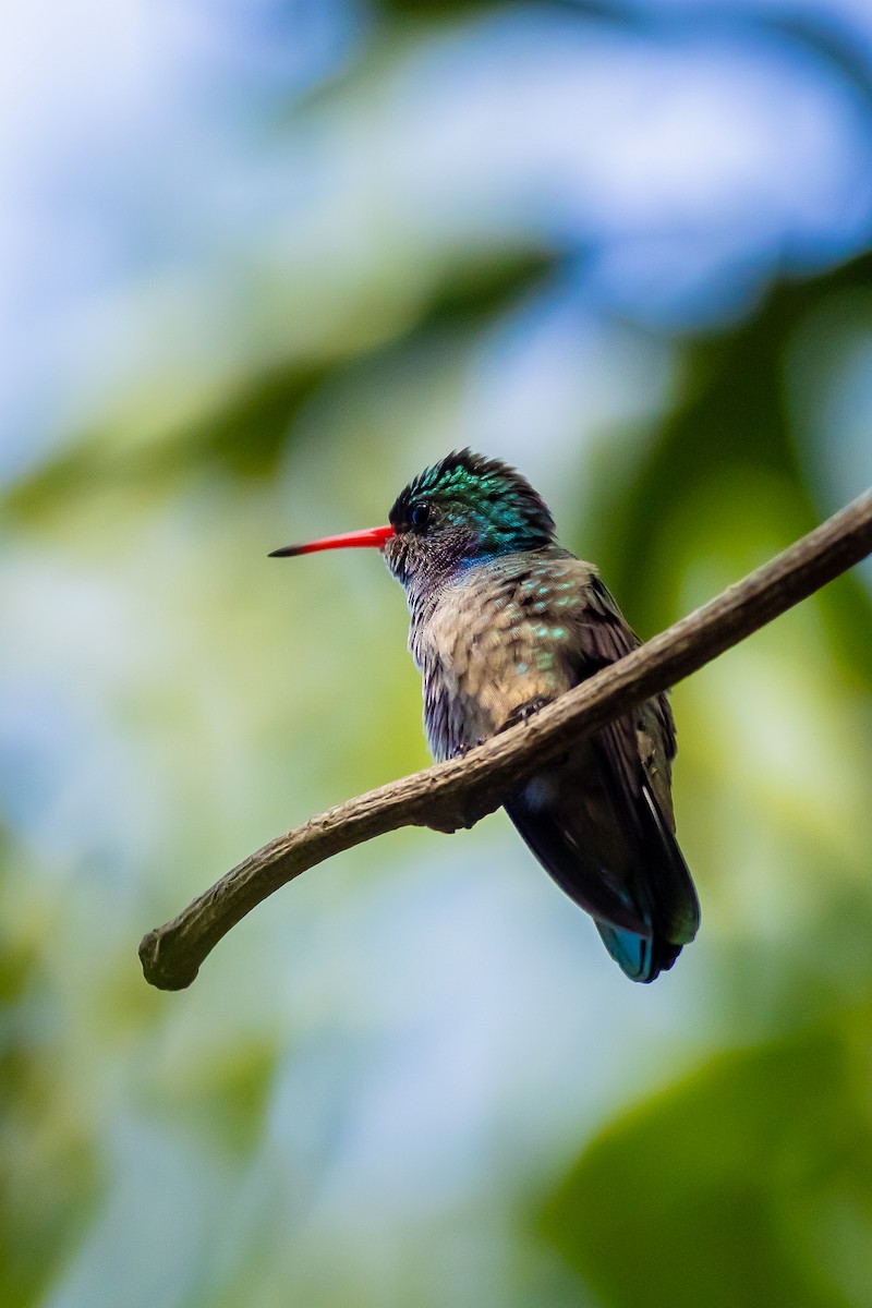 Blue-throated Goldentail - Jose Escobar Espinoza