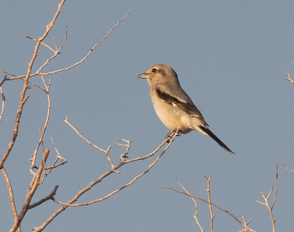 Northern Shrike - Ethan Cleveland