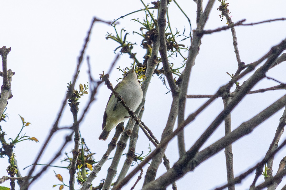 Red-eyed Vireo - ML625507768