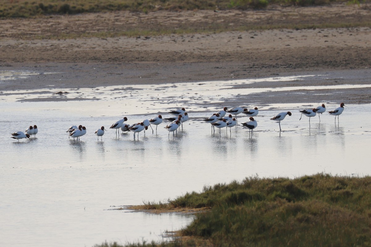 Red-necked Avocet - ML625507918