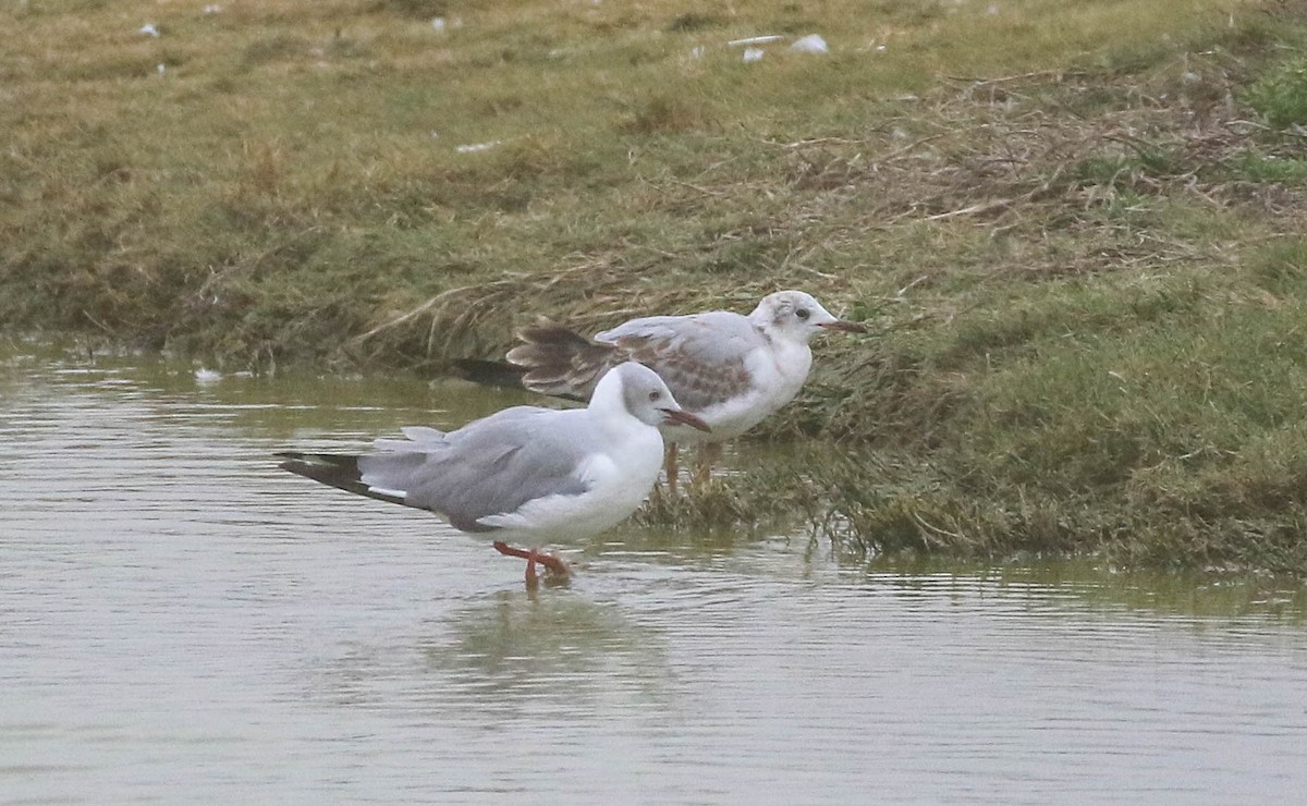 Gray-hooded Gull - ML625507960