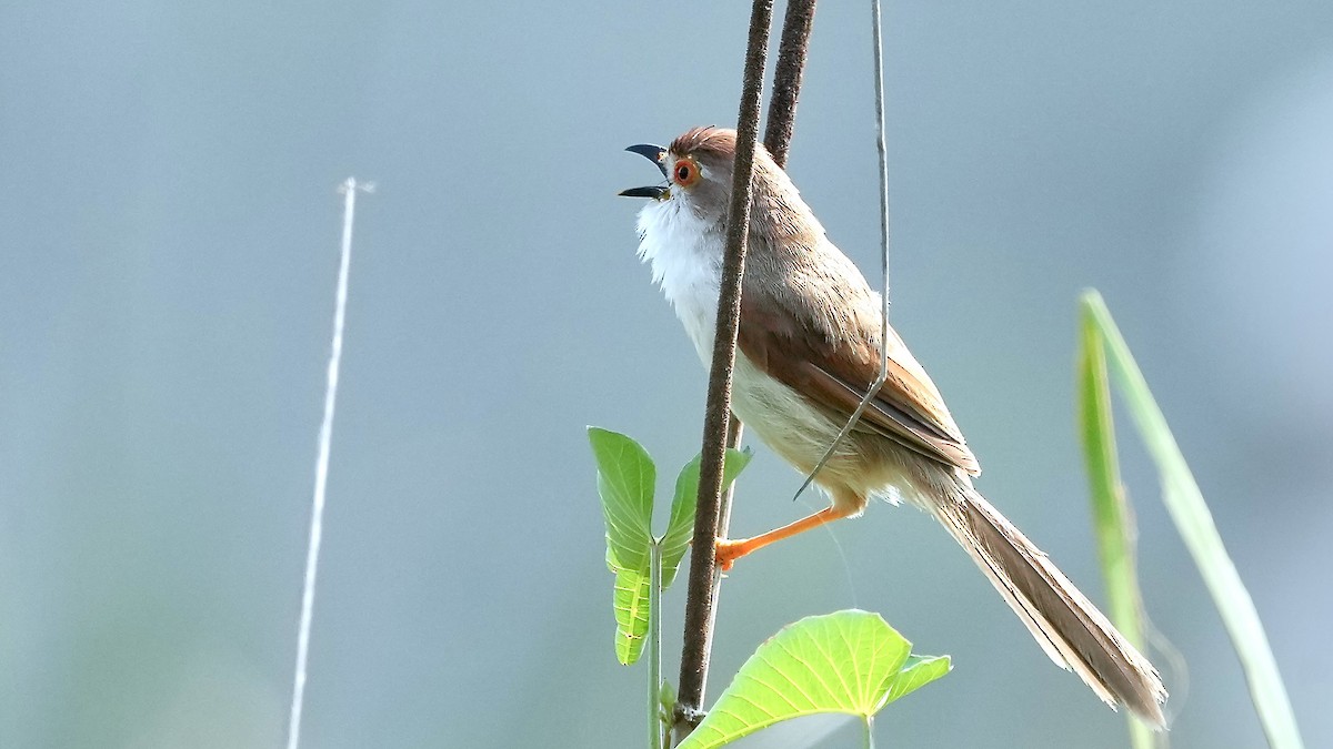 Yellow-eyed Babbler - ML625507962