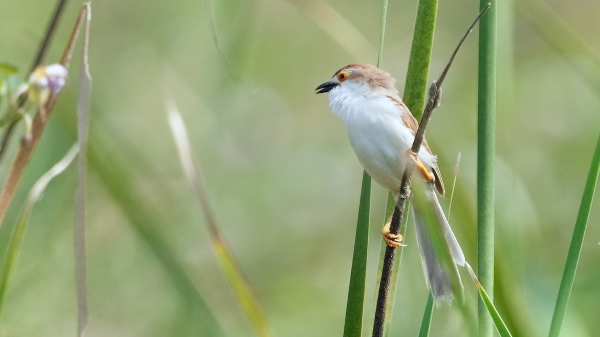 Yellow-eyed Babbler - ML625507963