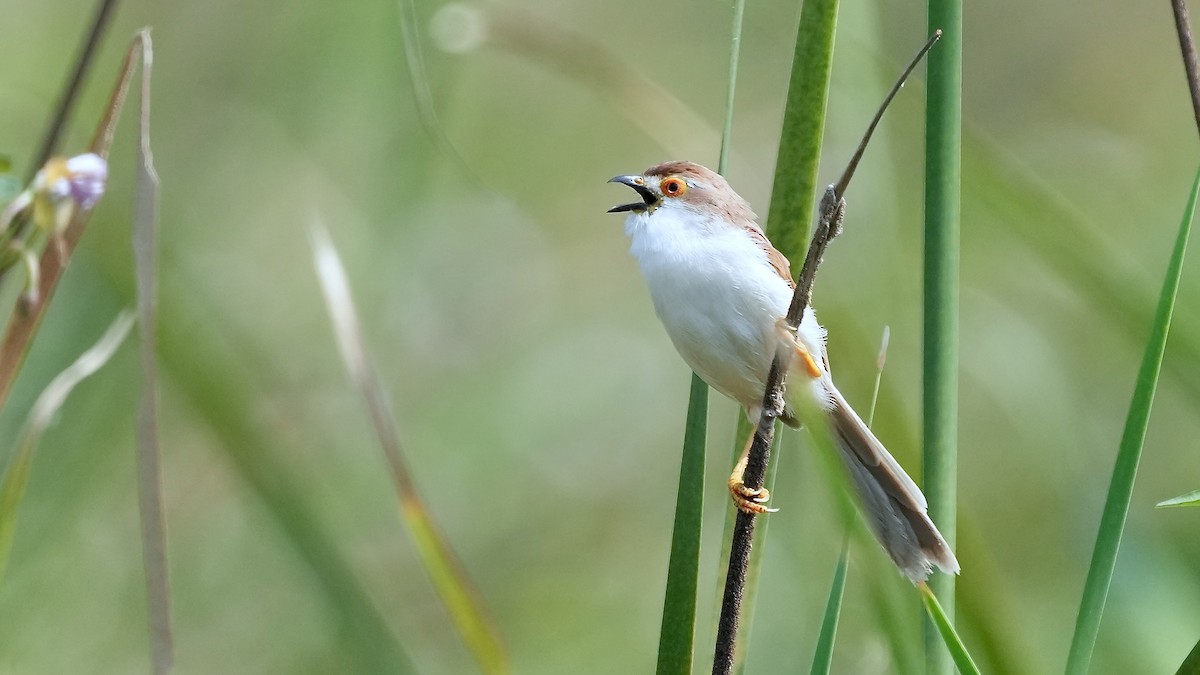 Yellow-eyed Babbler - ML625507967