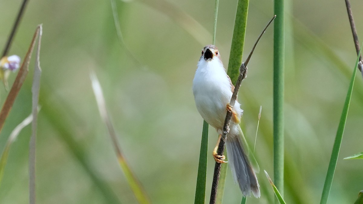 Yellow-eyed Babbler - ML625507970