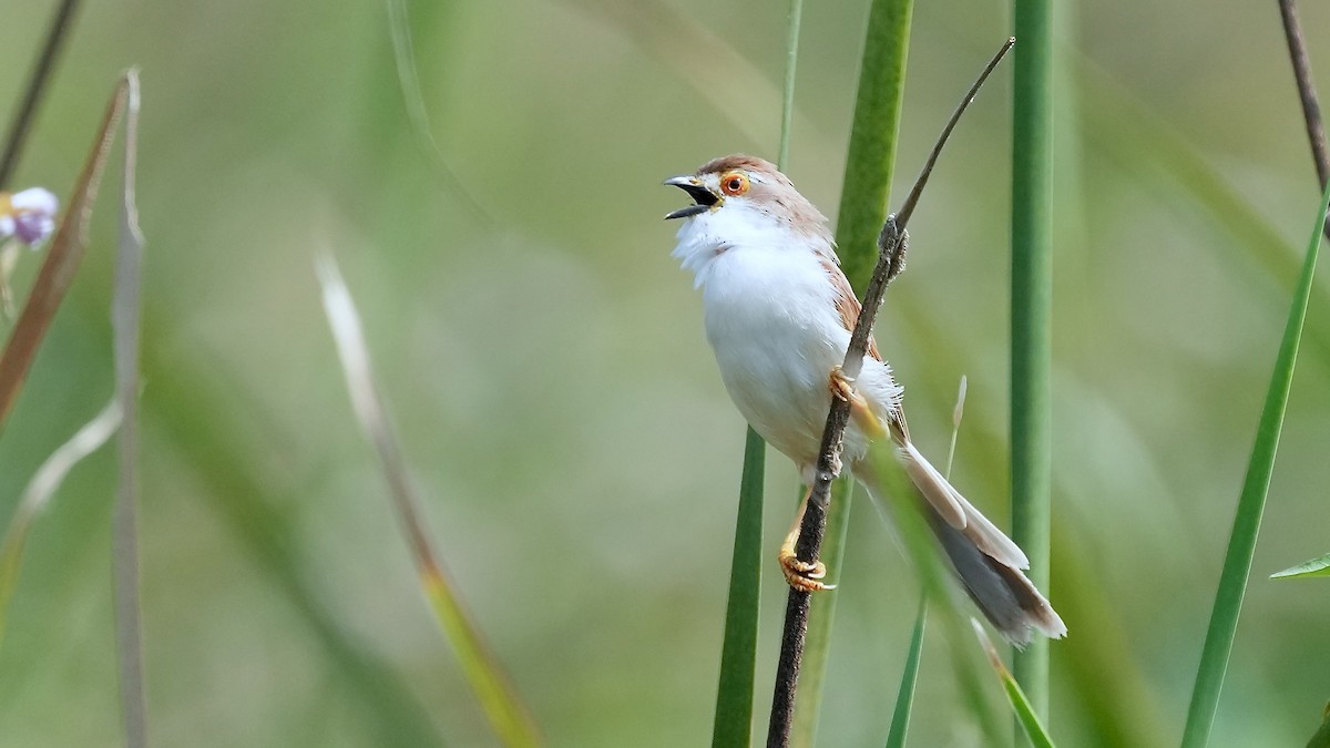 Yellow-eyed Babbler - ML625507981