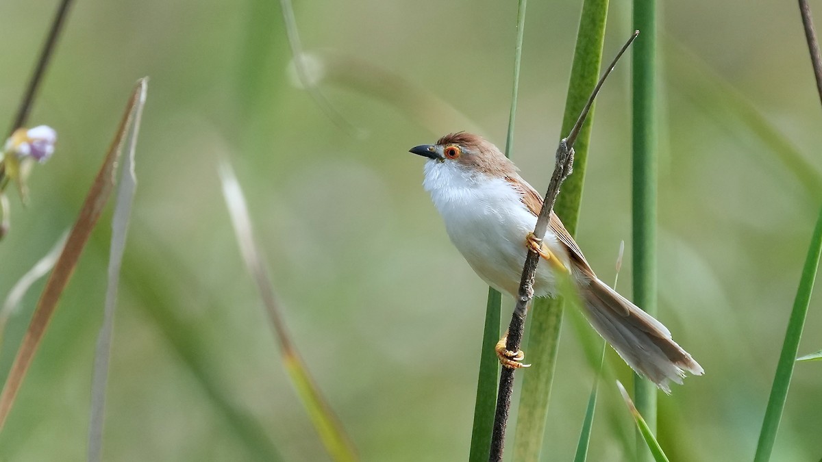 Yellow-eyed Babbler - ML625507985