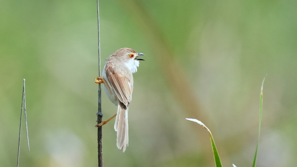 Yellow-eyed Babbler - ML625507988