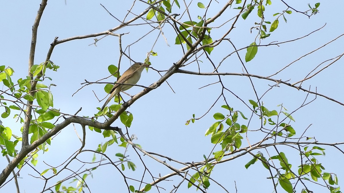 Clamorous Reed Warbler - ML625508067