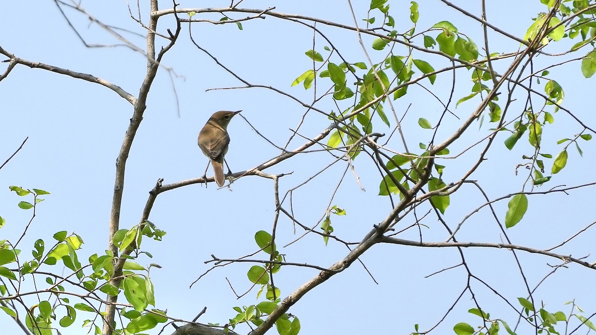 Clamorous Reed Warbler - ML625508068