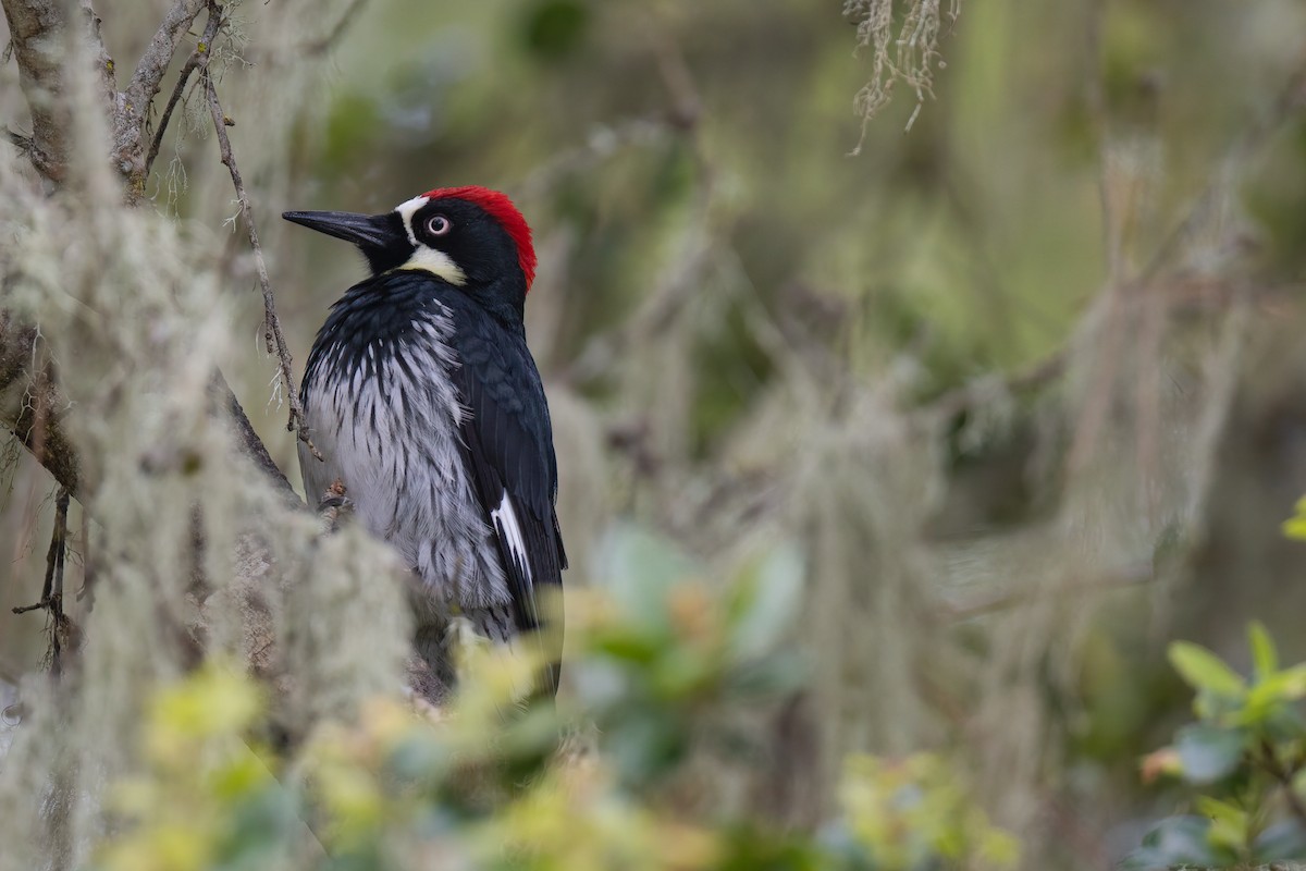 Acorn Woodpecker - ML625508224