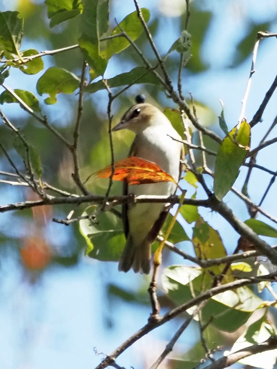 Red-eyed Vireo - ML625508302