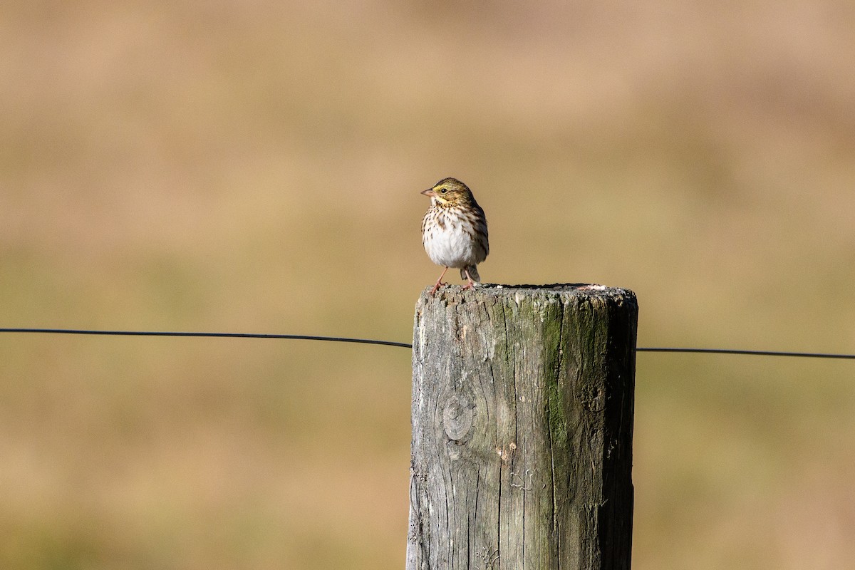 Savannah Sparrow - ML625508363