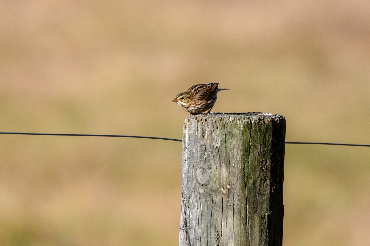 Savannah Sparrow - ML625508368