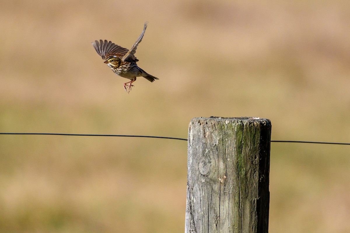 Savannah Sparrow - ML625508370