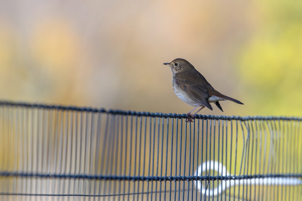 Hermit Thrush - ML625508383
