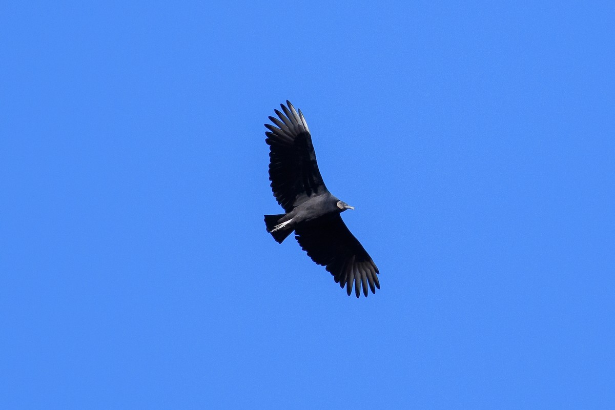 Black Vulture - ML625508394
