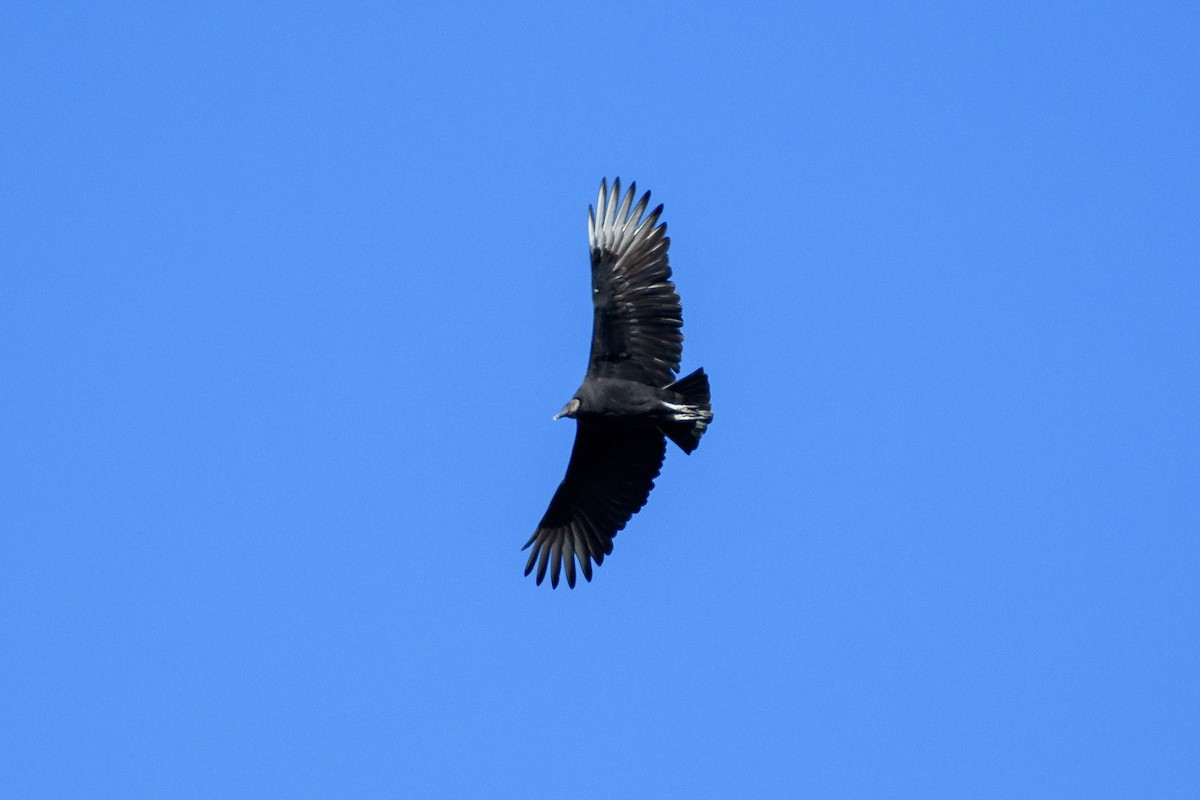 Black Vulture - ML625508396