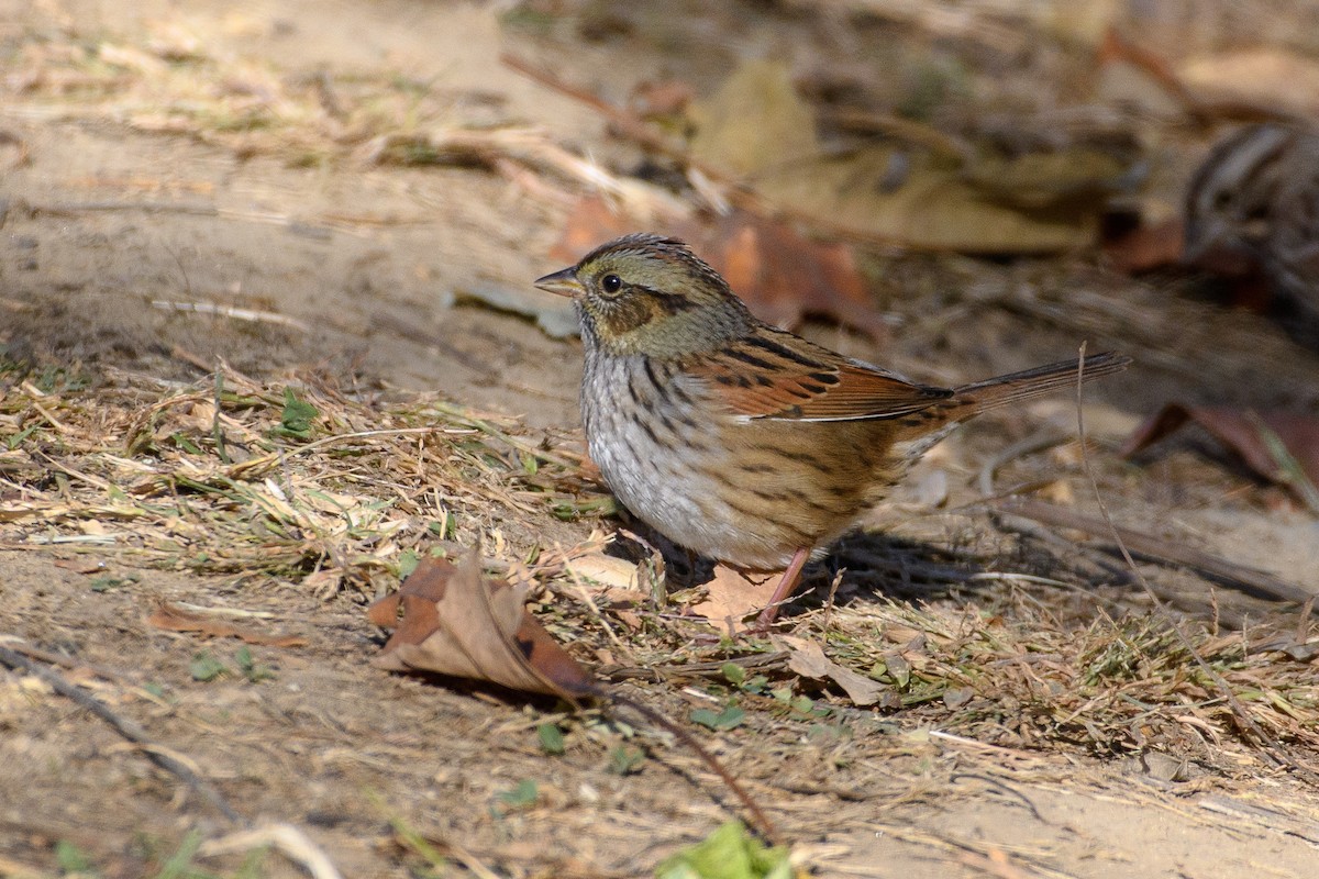 Swamp Sparrow - ML625508408