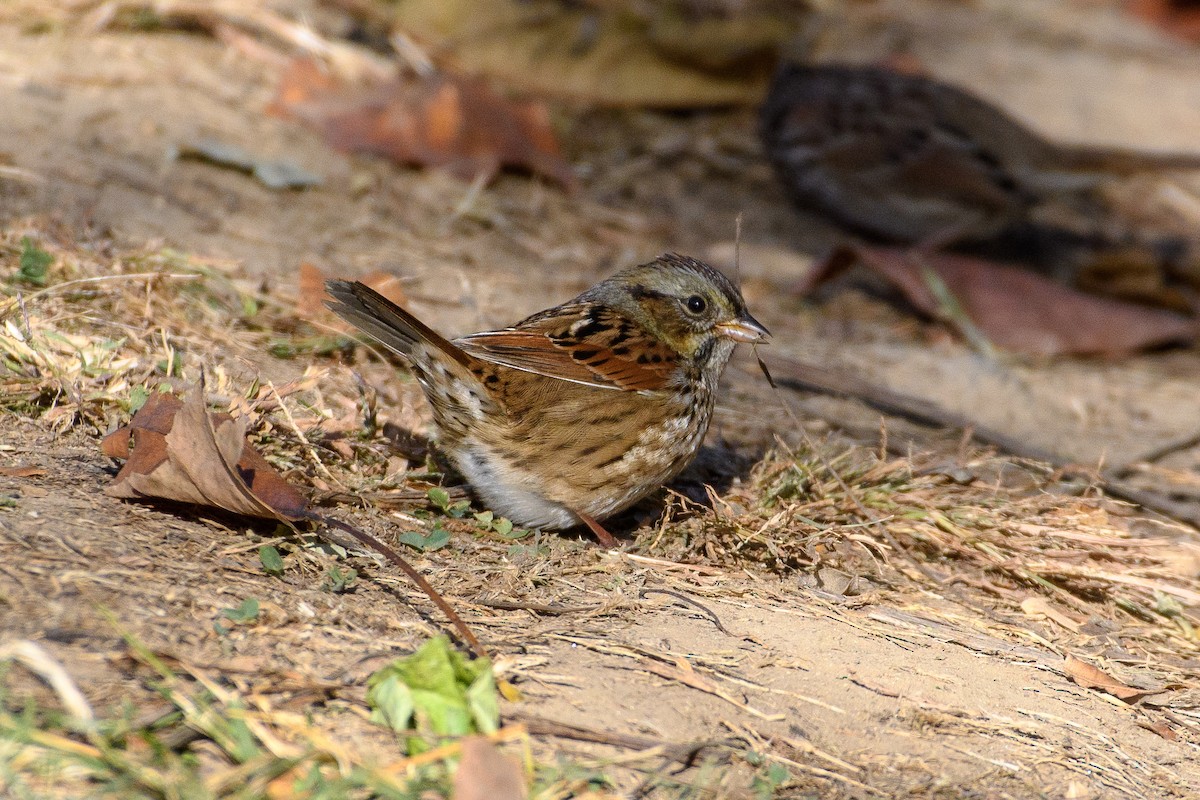 Swamp Sparrow - ML625508409