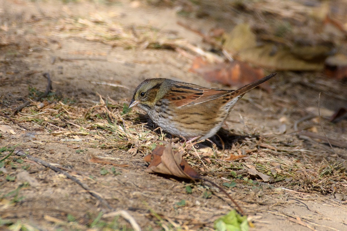 Swamp Sparrow - ML625508415