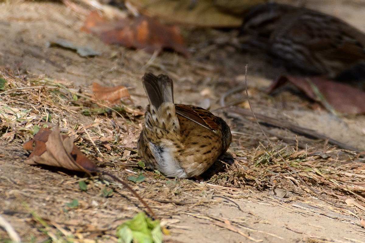 Swamp Sparrow - ML625508416