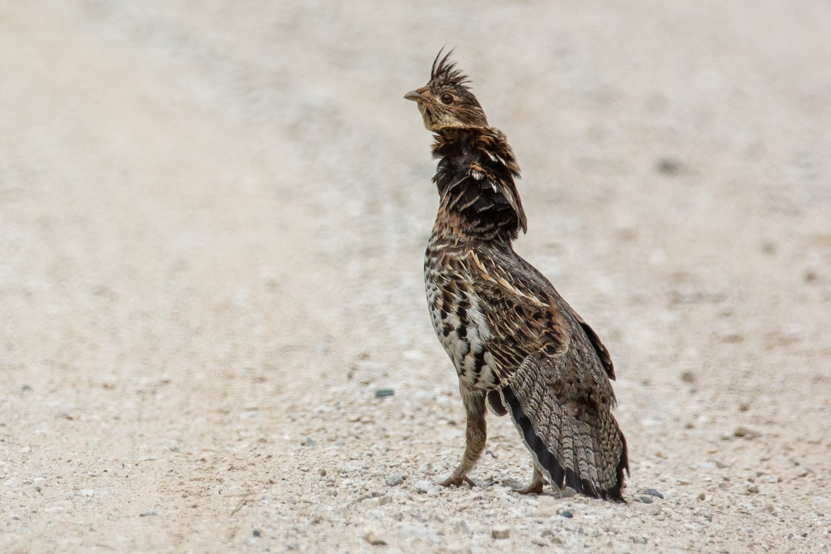 Ruffed Grouse - ML62550851