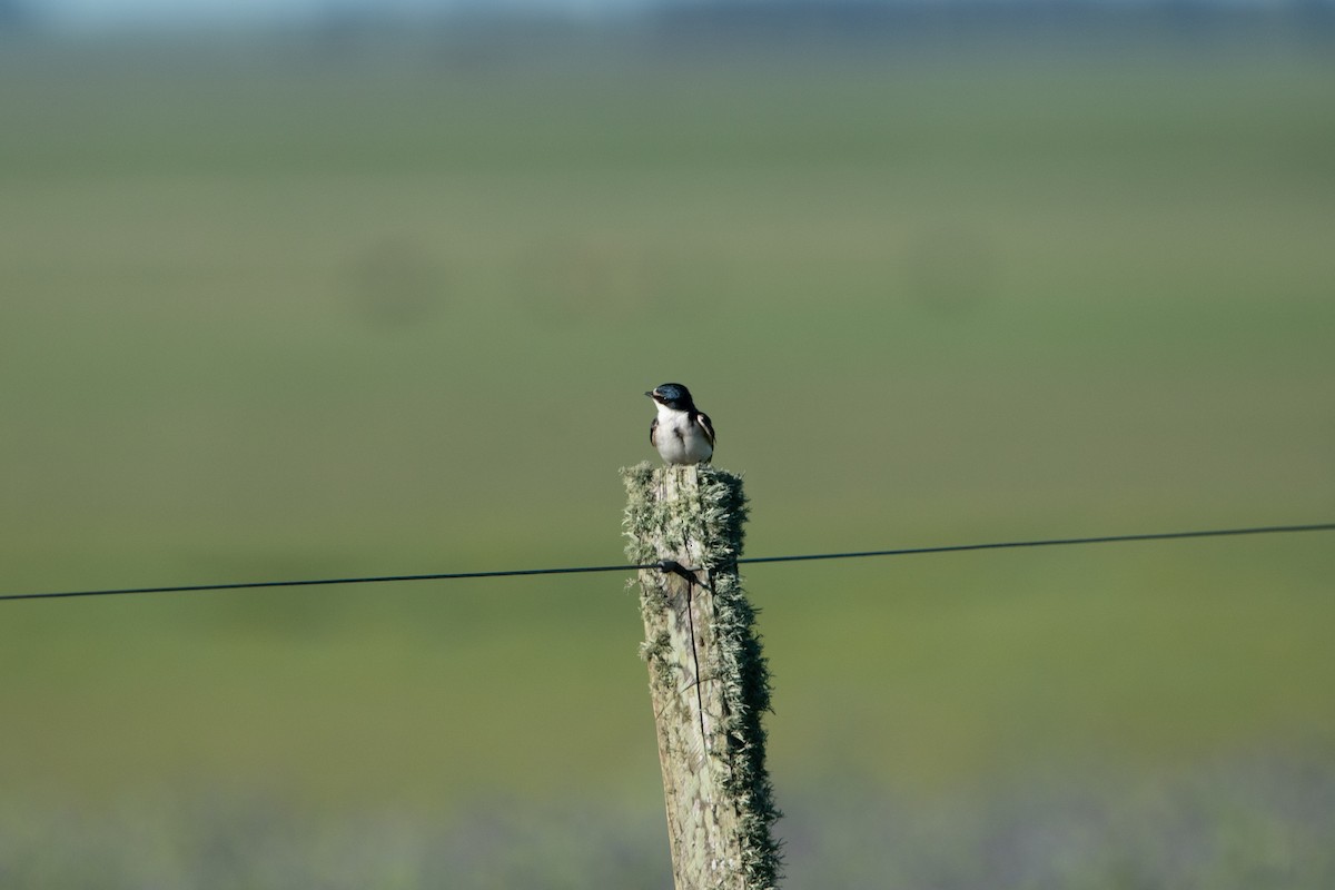 White-rumped Swallow - ML625508564