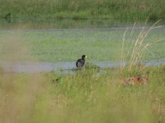 Red-fronted Coot - ML625508589