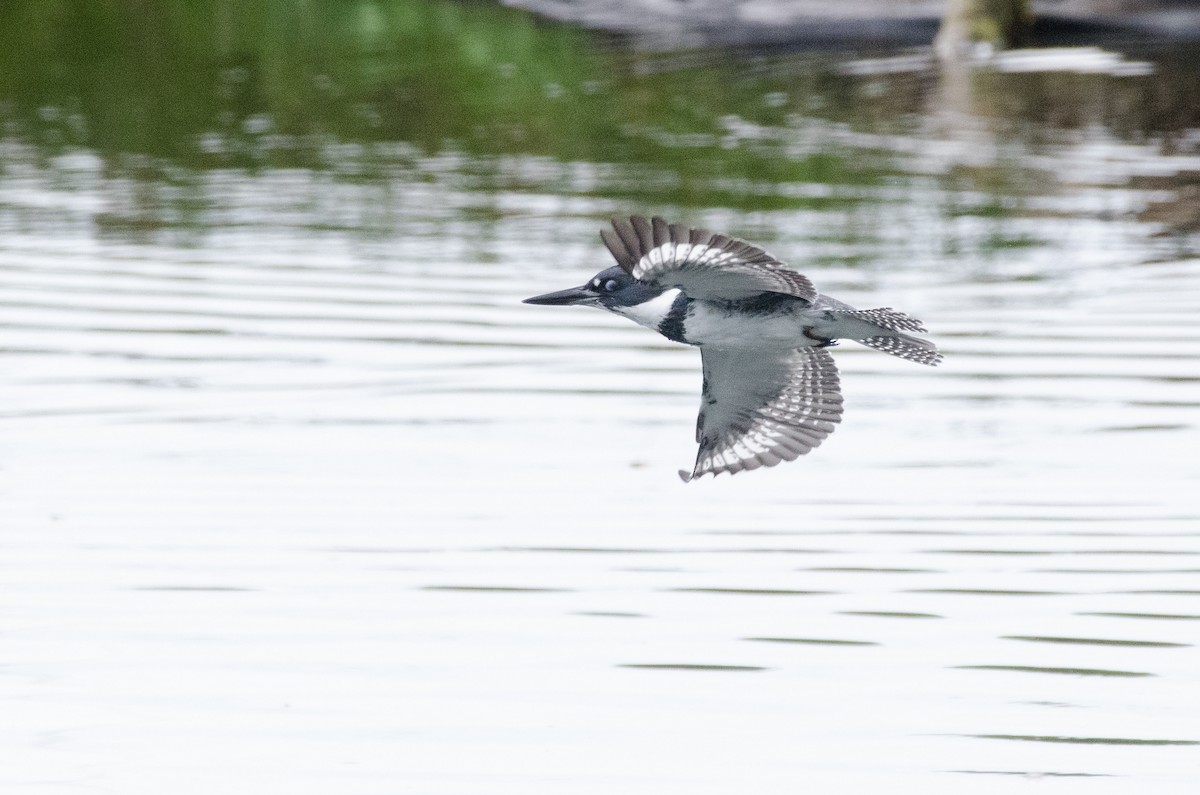 Belted Kingfisher - ML625508611