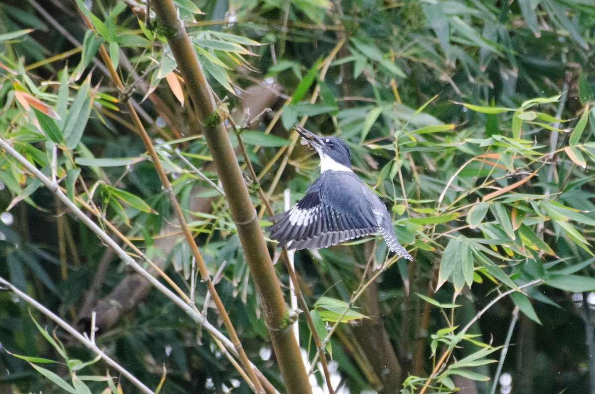 Belted Kingfisher - ML625508612