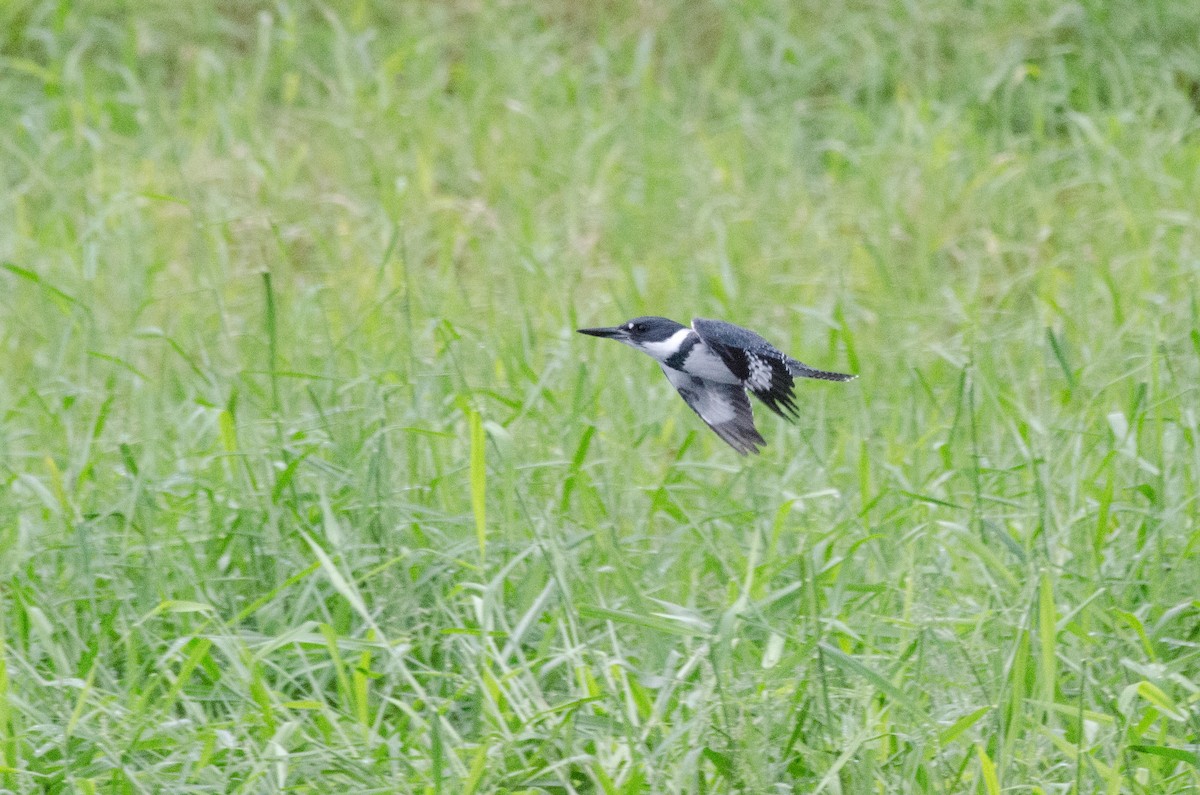 Belted Kingfisher - ML625508613