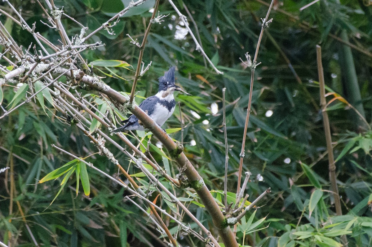 Belted Kingfisher - ML625508614