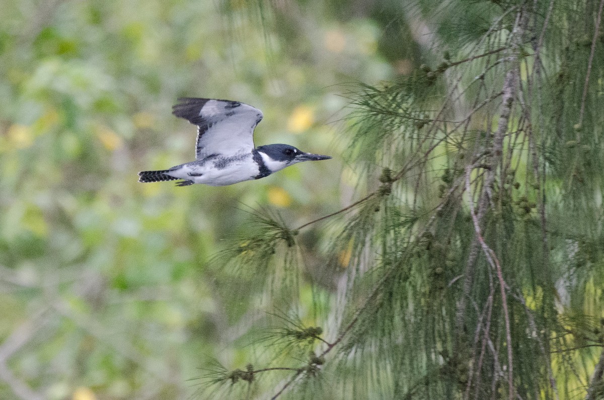 Belted Kingfisher - ML625508615