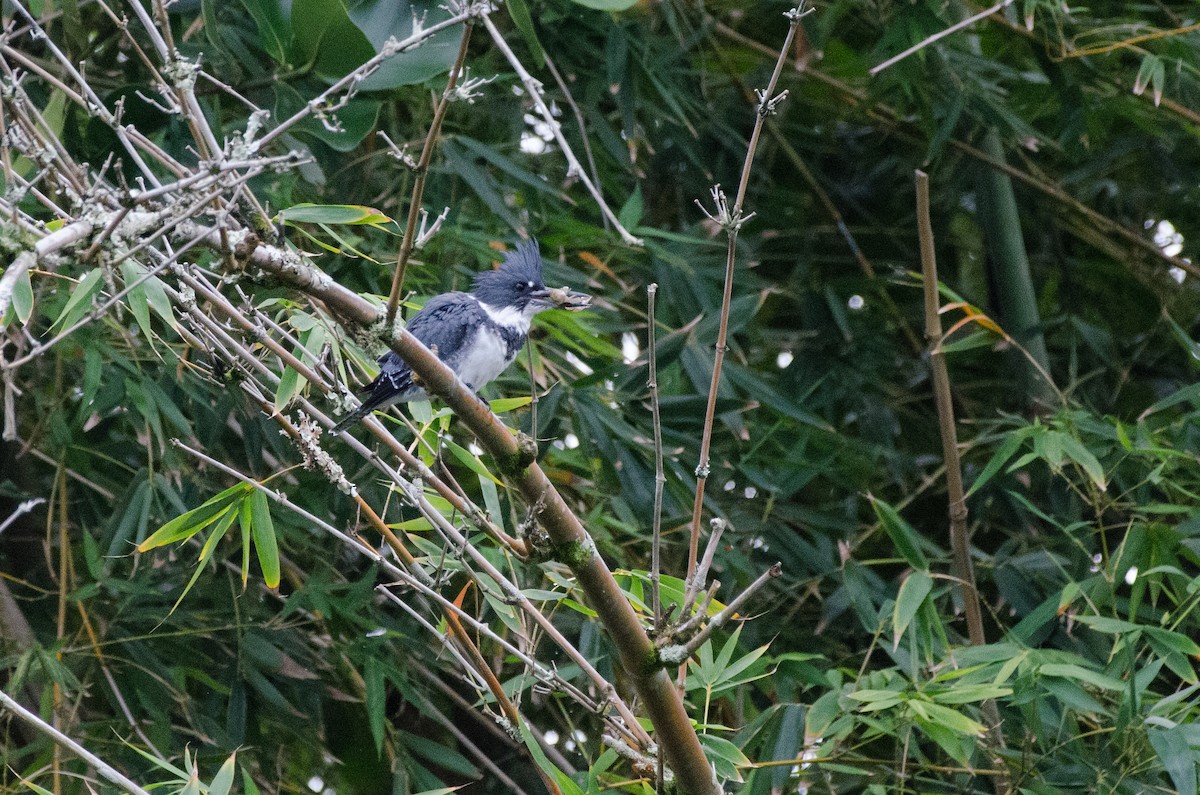 Belted Kingfisher - ML625508617