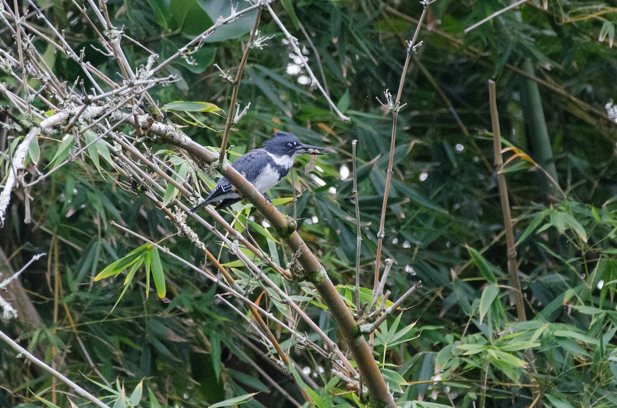 Belted Kingfisher - ML625508618