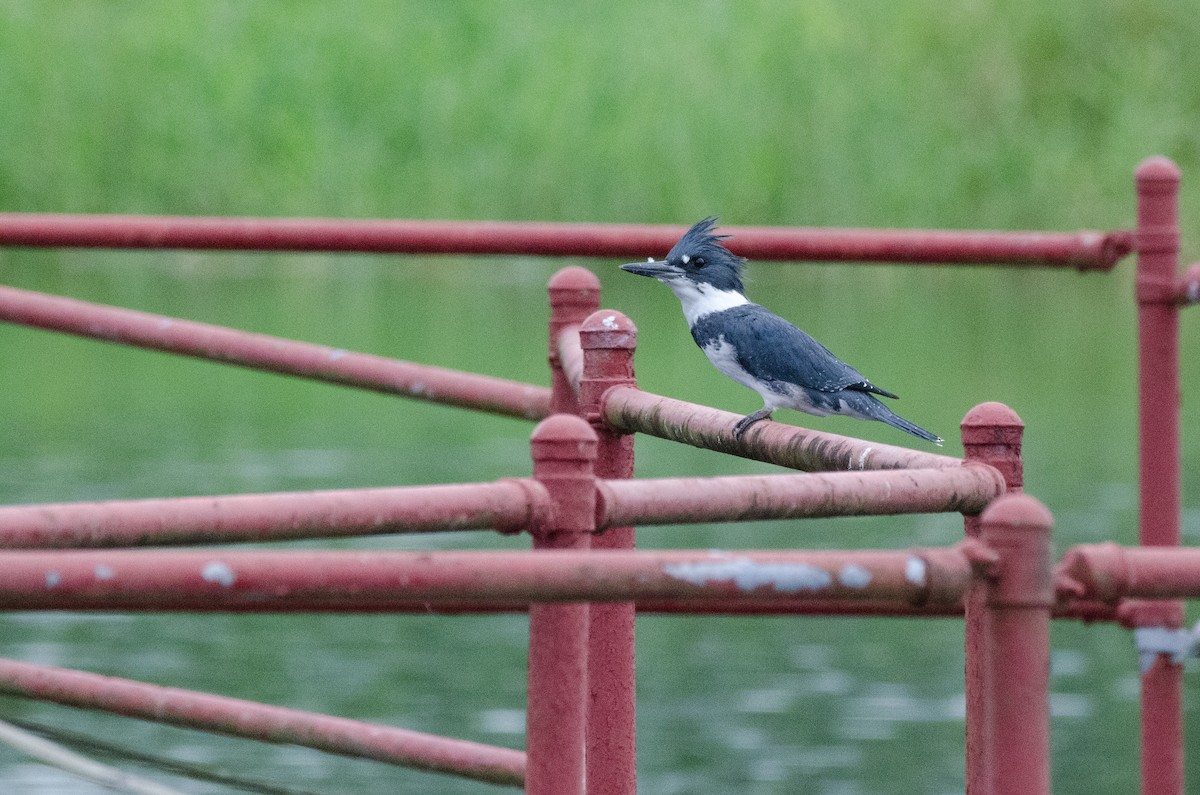 Belted Kingfisher - ML625508620