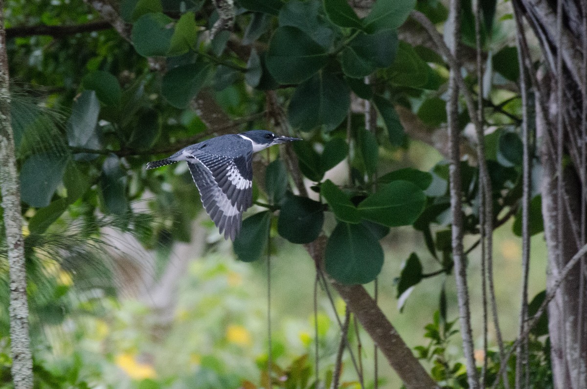 Belted Kingfisher - ML625508621