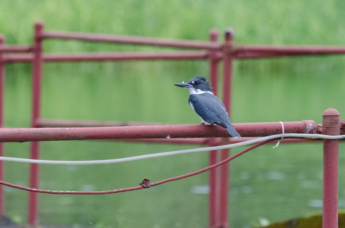 Belted Kingfisher - ML625508622