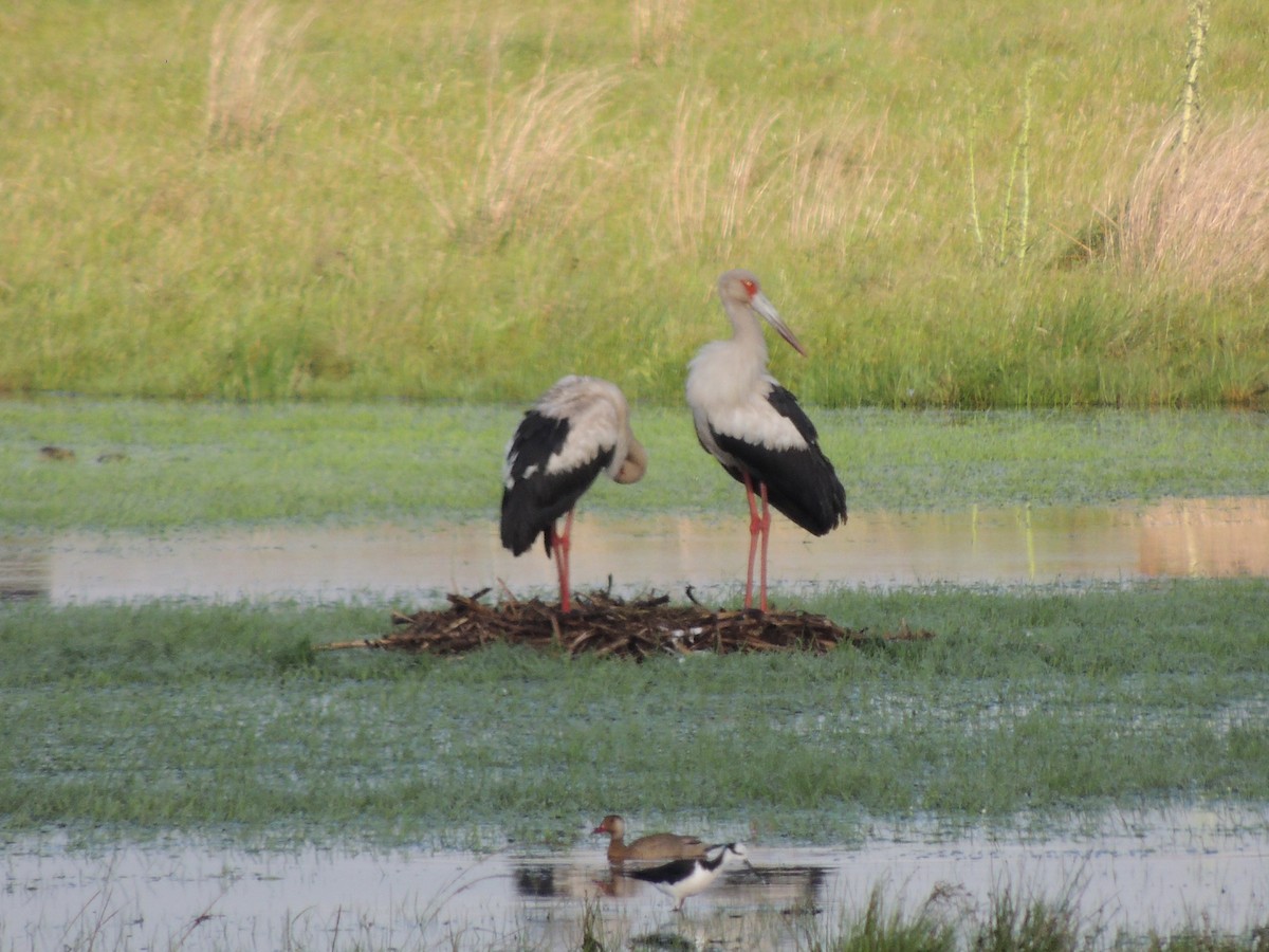 Maguari Stork - ML625508633